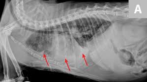 And she is wondering if the disease really is. Common Pulmonary Diseases In Cats Clinician S Brief