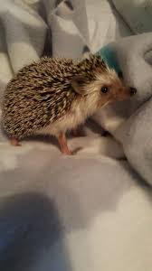 Get it as soon as thu, feb 25. Running Around After Her Bath Hedgehog Pet Cute Hedgehog Cute Animals
