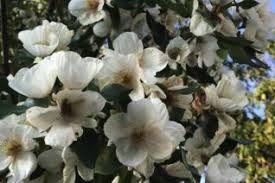 Image result for Cunoniaceae