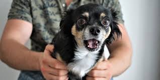 Finde jetzt schnell die besten angebote für teacup hunde züchter auf focus online kleinanzeigen. Qualzucht Im Fokus Teacup Hunde Wtg Welttierschutzgesellschaft