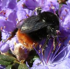 Image result for Bombus lapidarius