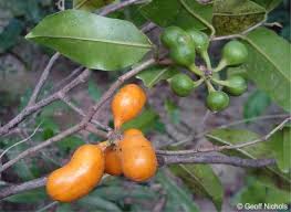 Image result for Uvaria