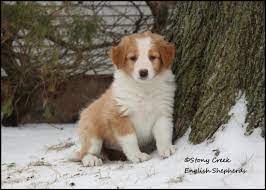 Site includes pictures and pedigrees. Pp Litter Page Stony Creek English Shepherds