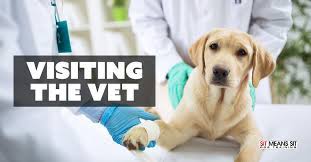 How often should i take my kitten to the vet? How Often Should My Dog Visit The Vet Sit Means Sit San Gabriel Valley
