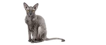 Cornish Rex Katze Rasseportrait