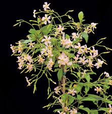 Image result for Trachelospermum