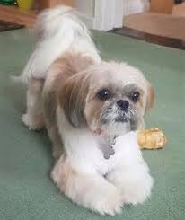 Shih Tzu Short Coat Pic 1 Shih Tzu Grooming Shih Tzu Hair Styles Shih Tzu Haircuts