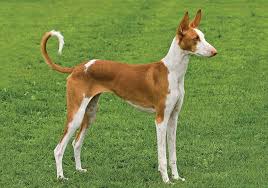 Directory of quality puppies for sale with a pedigree from official breeders. Ibizan Hound Breeds