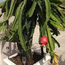 There is a lot of variation as to which method will be most appropriate, depending on your cactus. How To Grow Dragon Fruit Eco Organic Garden By Ocp