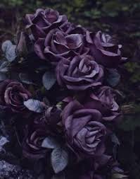 Black And Purple Roses Deep Purple Roses Dark Flowers Dark Purple Flowers Purple Roses