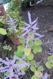 Image result for Tetradenia