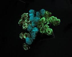 We did not find results for: Exotic Flowers Flower Delivery Today In Boston Blog Star Wars