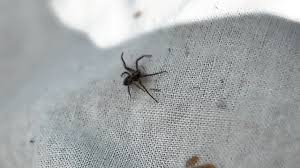 Inside the web: A weekly look at spider species of NEPA