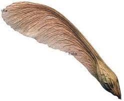 Toss Maple Seed Pods Into The Air To Watch Them Spin Like Helicopters As They Come Down So Much Fun Seed Pods Sycamore Seed Seeds