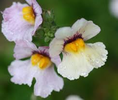 Image result for Nemesia lilacina