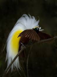 Lesser Bird Of Paradise Images Lesser Bird Of Paradise Birds Of Paradise Cute Birds Beautiful Birds