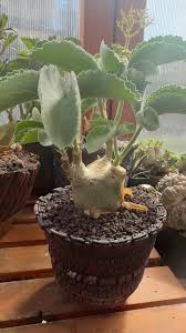 Image result for Cyphostemma hildebrandtii