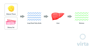 Ketones And Nutritional Ketosis Basic Terms And Concepts