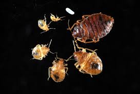 Get it as soon as tue, apr 6. Bed Bugs Informational Guide To Bed Bugs Purdue Monitoring Control Treatment Ipm Prevention Biology Health Issues