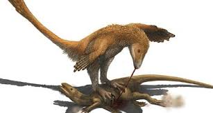 They will charge at the speed of about 40 km/h however the usual speed running speed is 30 km/h. How Did Raptors Use Their Fearsome Toe Claws Science Smithsonian Magazine