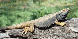 Image result for Pogonarthria