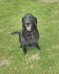 The exact time frame, hair length, and color shade vary depending on the puppy's genes. Flat Coated Retriever Wikipedia