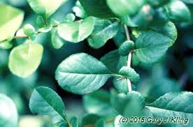 Image result for Chaenomeles japonica