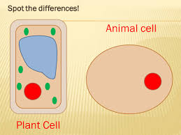 There are other distinct differences between plant and animal cells. Animal And Plant Cells Teaching Resources