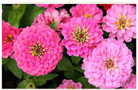 To find the flower that you would like more information on, use either the links on the top menu bar (where flower common names are listed in alphabetic groups), or select from a specific letter by common floral name or botanical name on the. 26 Types Of Pink Flowers Tips Pictures Proflowers Blog