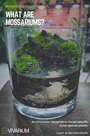 Mossarium Complete Care Guide How To Build Moss Terreriums Diy Moss Terrarium Moss Plant Terrarium Plants