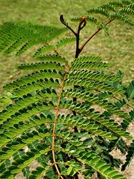 Image result for Limeum pterocarpum