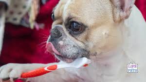 How often should you brush your dogs teeth? How To Clean Your Dog S Teeth At Home Best Practices For Brushing