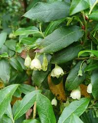 Image result for Vaccinium madagascariense