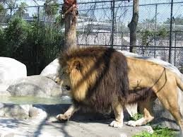 Big enough for 2 to 4 large cats at the same time. Handsome Picture Of Big Cat Habitat And Gulf Coast Sanctuary Sarasota Tripadvisor