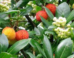 It can tolerate short drought periods but thrive best with regular watering. Seattle Garden Ideas A Dozen Evergreen Trees For Small Gardens