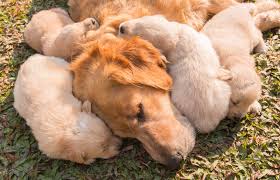 Take your dog to the vet if it has any lameness, as limping is a sign of pain. Canine Mastitis Lovetoknow