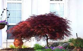 Red Dragon Japanese Maple Picture Gardenality Red Dragon Japanese Maple Japanese Maple Red Maple Tree Landscaping