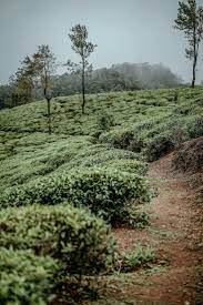Nuwara Eliya Sri Lanka Plant Trees Trees To Plant Tree Picture