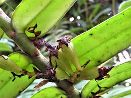 Image result for Calyptrochilum
