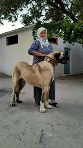 Pin By 540 915 3021 On Kangal Kangal Dog Giant Dogs Big Dog Breeds