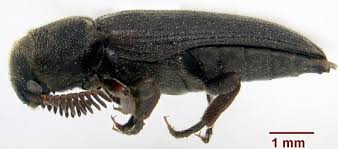 Image result for Pycreus melas