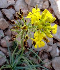 Image result for Bulbine asphodeloides