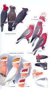 Experts discuss the global distribution of parrots, their genetics. Parrots Of The World A Field Guide Nhbs Field Guides Natural History