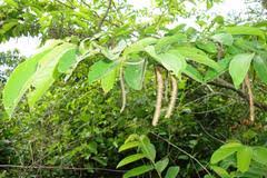 Image result for Antidesma membranaceum