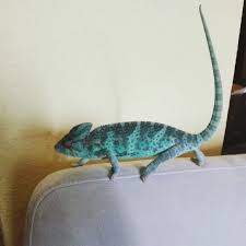 Chameleon Girl Chameleon Lizard Animals