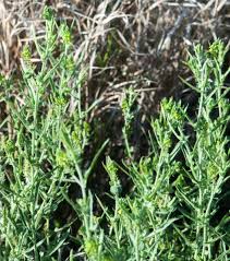 Image result for Tragia kirkiana