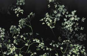 Desktop Wallpaper Dark Floral Dark Desktop Backgrounds Aesthetic Desktop Wallpaper Computer Wallpaper Desktop Wallpapers