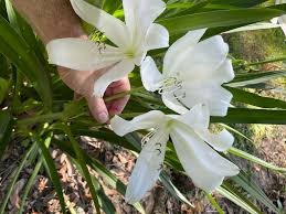Image result for Crinum jasonii