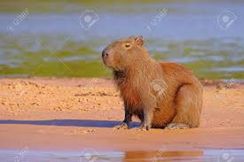 Isla carpincho from mapcarta, the free map. Capybara Family Hydrochoerus Hydrochaeris Also Called Chiguire Chiguiro And Carpincho Sitting On A Beach On Cuiaba River Pantanal Brazil South America Largest Living Rodent In The World Stock Photo Picture And Royalty