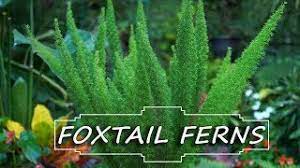 Asparagus densiflorus 'myers' (sometimes sold as a. Foxtail Fern Care Asparagus Densiflorus Myersii Fern Friday Youtube